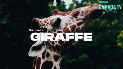 Giraffes: The incredible life of the largest mammal on Earth