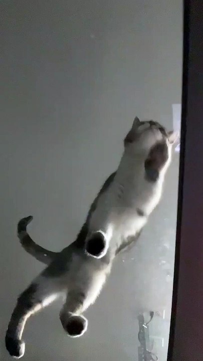 Funny cat video part 2