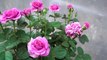 The method of growing red roses from buds the whole world does not know_1080pFHR