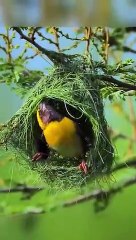 A Beautiful Bird making home...