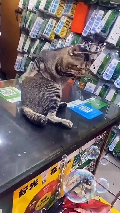HEADACHE CAT - FUNNY CAT