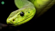 दुनिया के सबसे खतरनाक साँप | world's most dangerous snake  #snakes #factolege