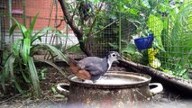 01. in the mini aviary the birds are enjoying the fresh water and taking a bath right away