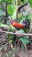 CHICKEN LAUGHING IN COOL