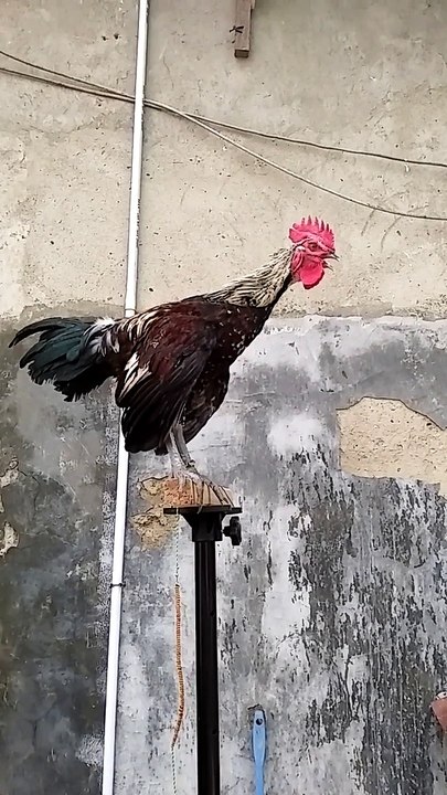 CHICKEN LAUGHING LOL LOL