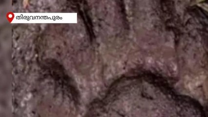 ഭീതി;ചെറിയ കൊണ്ണിയിൽ കണ്ടത് കരടിയുടെ കാൽപാദം തന്നെ