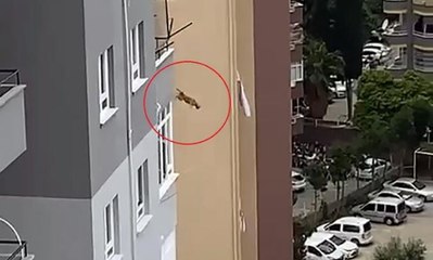 Ağır hasarlı binadan kurtarılmaya çalışılan kedi, 14’üncü kattan atladı