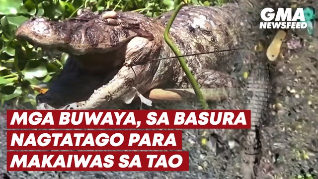 Mga buwaya, sa basura nagtatago para makaiwas sa tao | GMA News Feed