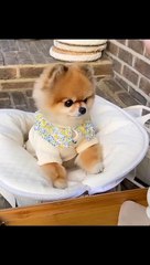 YouCut_20230501_132923983The world doesn't let puppies talk because love and loyalty need to be #comedy #funny