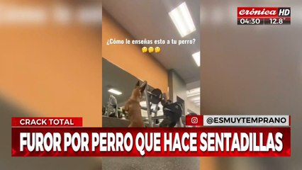 Furor por el perro... ¡que hace sentadillas!