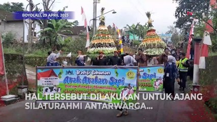 Sapi dari Desa di Boyolali Punya Hari Khusus buat Lebaran Bersama Warga
