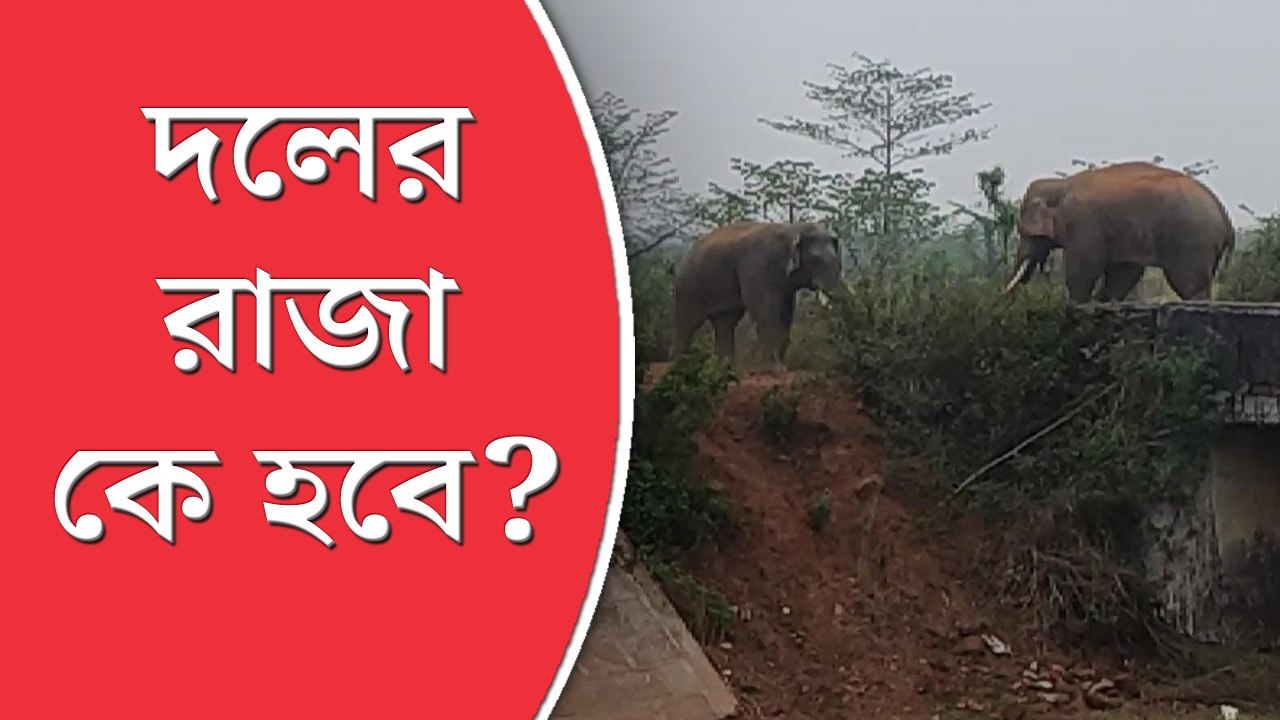 কলাইকুণ্ডায় হাতির লড়াই
