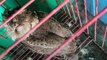 Student saves endemic Philippine Scops Owl | GMA News Feed