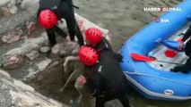 Suda dönmek üzere mahsur kalan köpeği, rafting sporcuları kurtardı