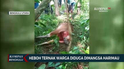 Heboh Ternak Warga Diduga Dimangsa Harimau
