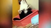 Ready to laugh  Funniest Animals Video - Best Cats  and Dogs Videos