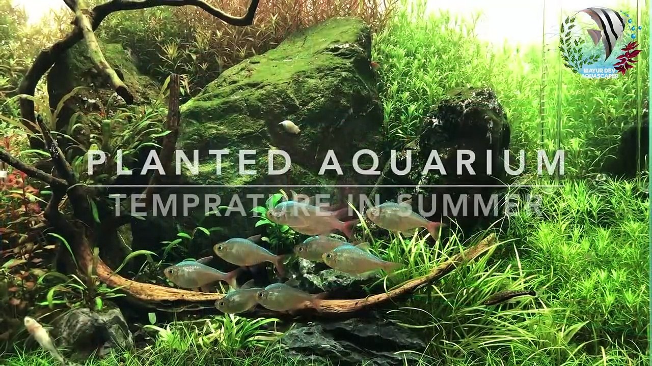 How to Maintain Aquarium Temperature, How to reduce Aquarium