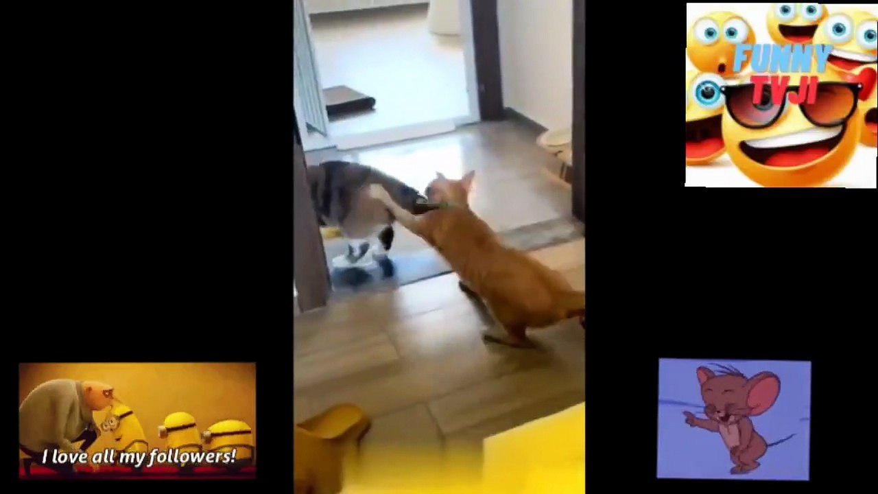 SUPER FUNNY ANIMALS 12