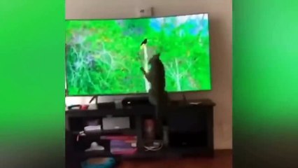 Ready to laugh  Funniest Animals Video - Best Cats  and Dogs Videos
