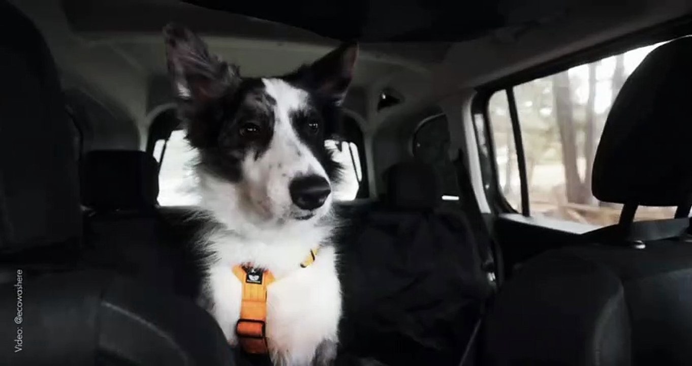 Votre chien en voiture en toute sécurité : 6 conseils