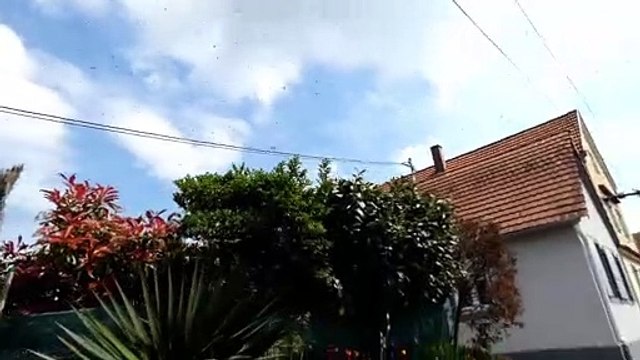Brumath et des milliers d'abeilles dans ma rue