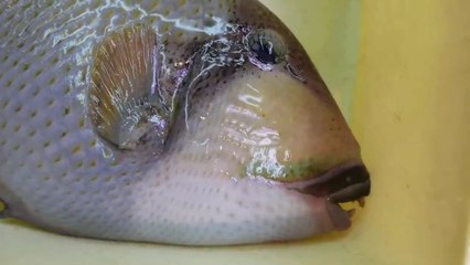 Japanese Street Food - TITAN TRIGGERFISH SASHIMI Okinawa Seafood Japan