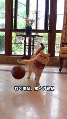 Cats Footballer⚽|| Very Funny || Cute Cats