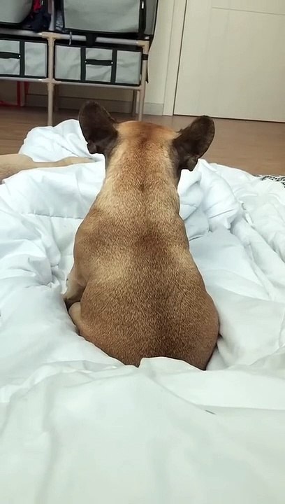 #cutedog #video #foryou #fyp