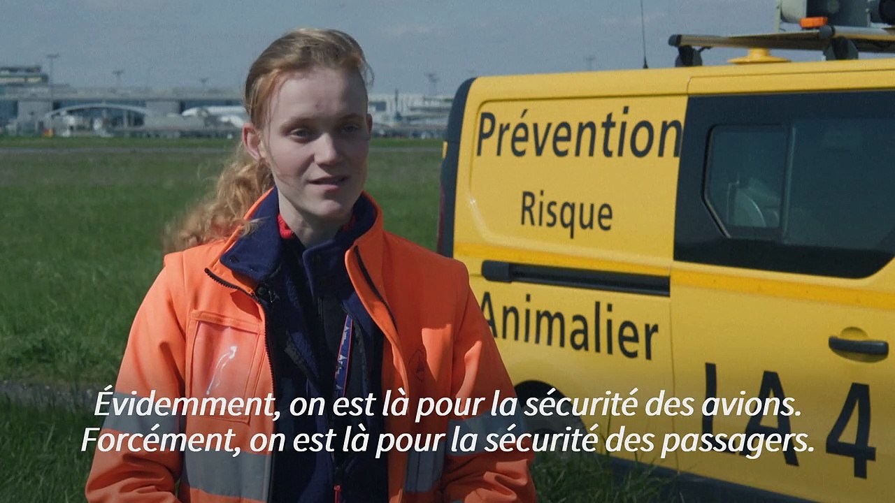 À Orly, les effaroucheurs se battent bec et ongles pour sauver oiseaux comme avions
