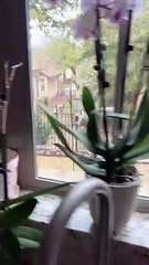 You definitely laugh trust me funniest cats expression video