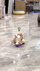 My new car #catsoftiktok #fyp #fyp>