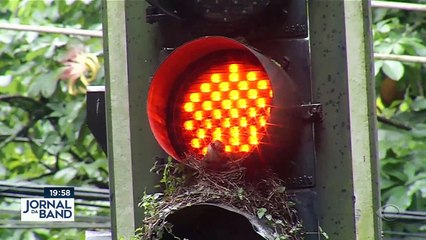 Sabiá constrói ninho em semáforo no Rio de Janeiro 01/05/2023 09:56:57