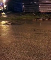 Jacaré aparece andando na avenida principal do Bebedouro