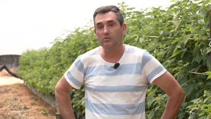 Freseros de Huelva, en conflicto por el agua: "Que nos den el agua o una alternativa"