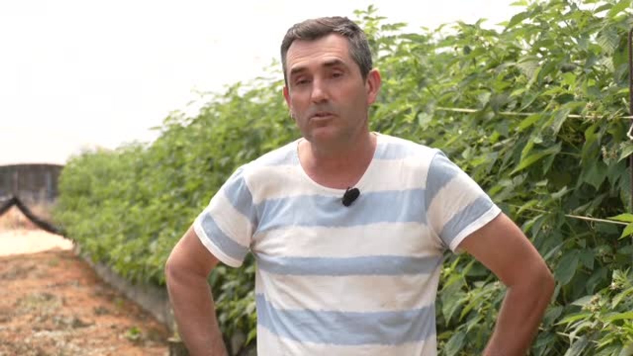 Freseros de Huelva, en conflicto por el agua: "Que nos den el agua o una alternativa"