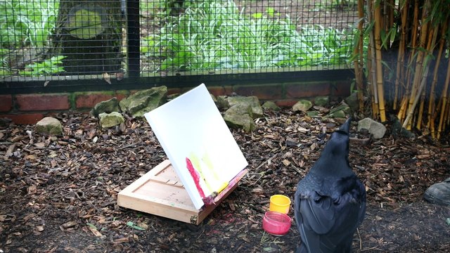 Creative raven produces stunning range of experimental paintings – using her beak