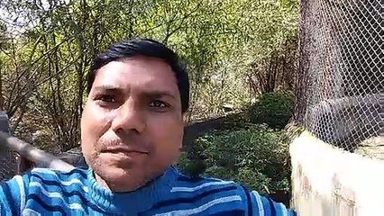 Animal Identification in Video