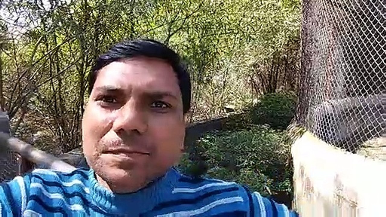 Which animal is seen in this video