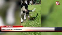 Köpekle oyun oynayan papağan