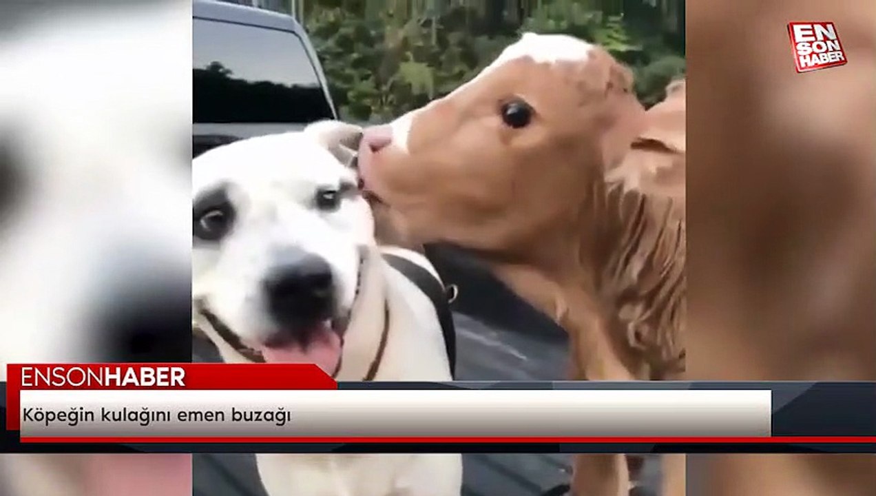 Köpeğin kulağını emen buzağı
