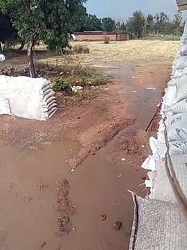 Ponds became purchase centers, rain water filled in heaps of wheat