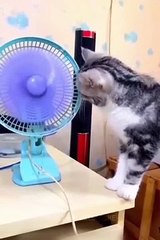 Funniest Animals 2023  Funny Cats and Dogs  _ Funny Animal Videos #23