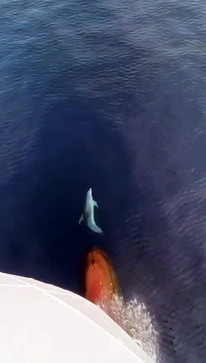 Un dauphin heureux s'amuse à l'avant d'un bateau