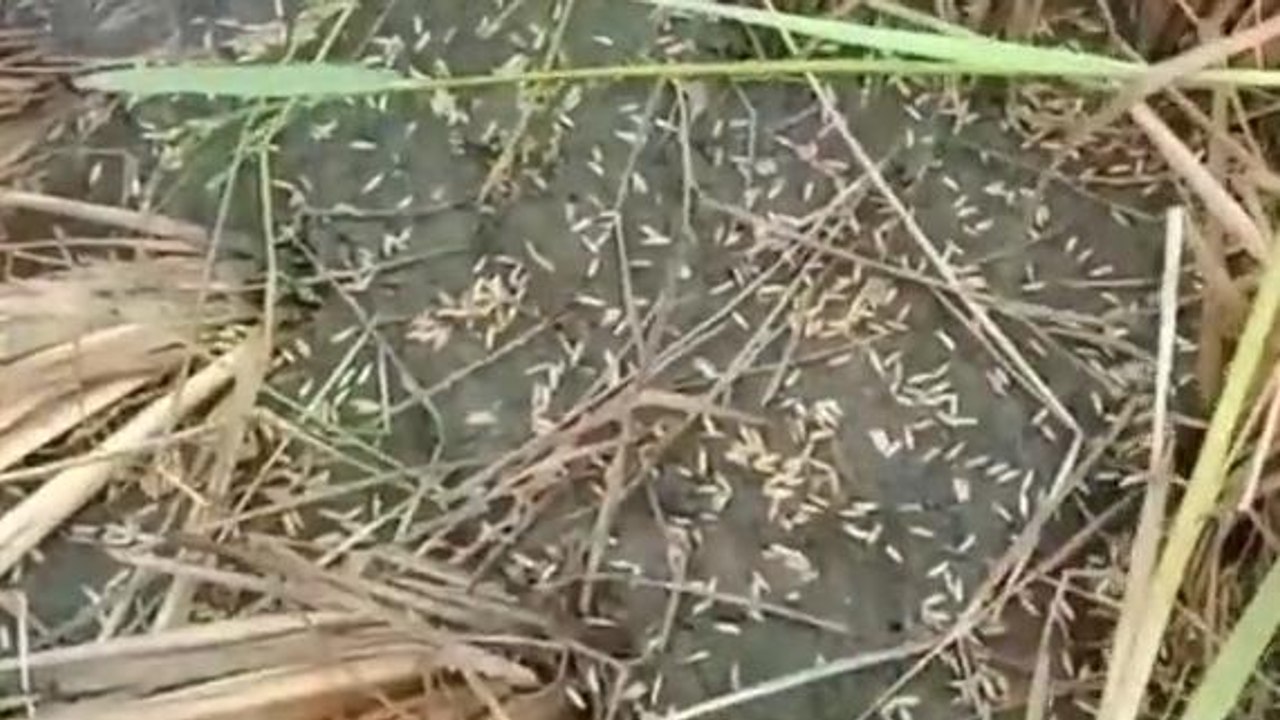 సంగారెడ్డి: జిల్లాలో భారీ వర్షాలు.. భారీగా పంట నష్టం