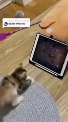 Un chaton joue sur tablette