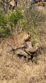 1 Warthog Fights off Leopard and 5 Hyenas