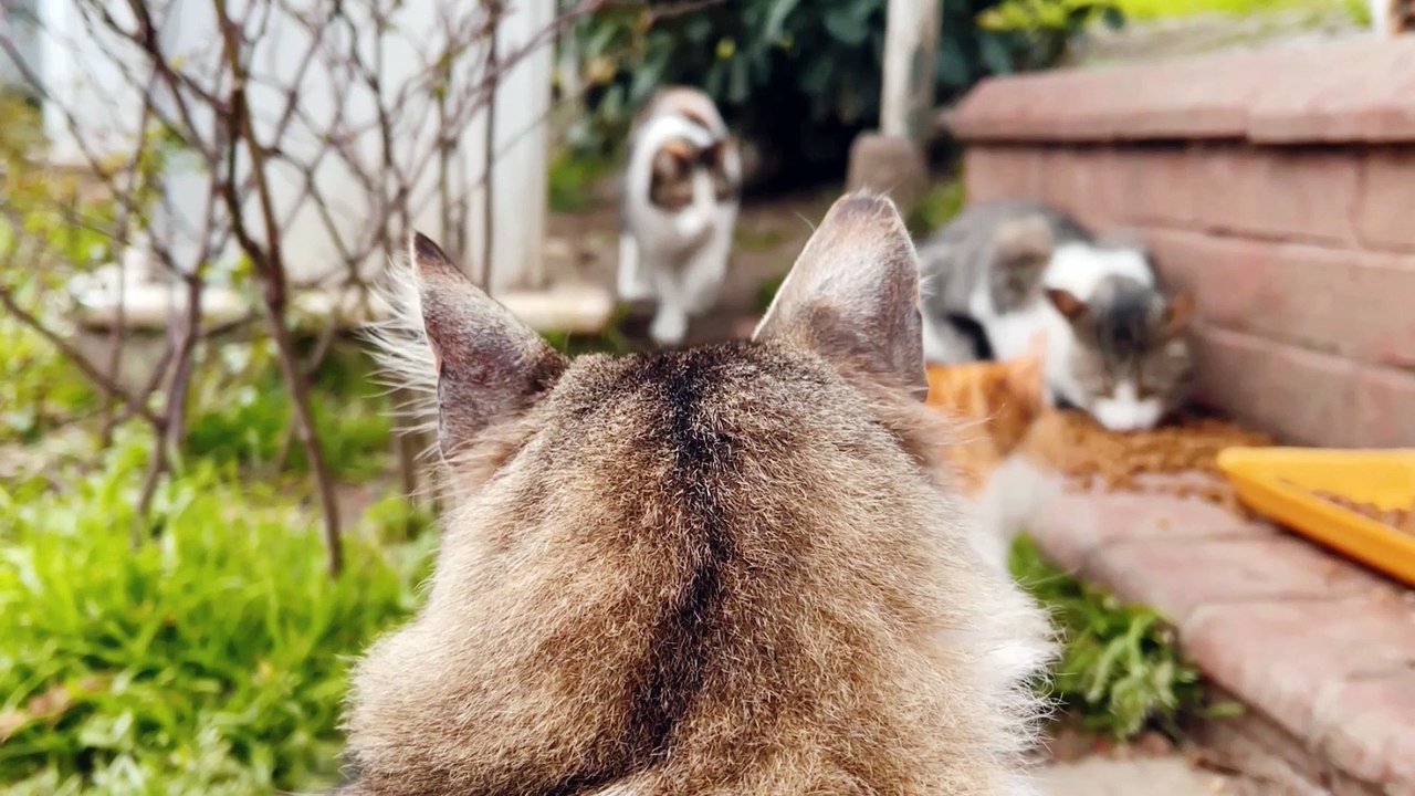 Funny cats and dogs | Funny Animals Videos | Funny Pets | Funny Cats | Funny Top Animals