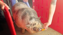 Rescuers Use Cheese Puffs To Lure 275-Pound Pig Home After Mississippi Tornado
