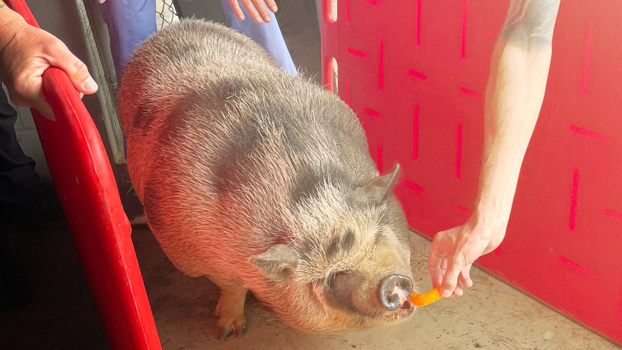 Rescuers Use Cheese Puffs To Lure 275-Pound Pig...