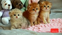 ❤️ Flaffy Kittens _ British Shorthair